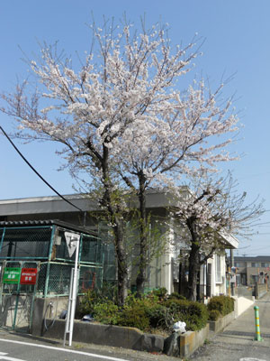 2011-4-10-2.jpg